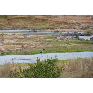 รูปถ่าย แอฟริกาใต้(South Africa) อุทยานแห่งชาติครูเกอร์(Kruger National Park) แม่น้ำครอกโคไดล์(Crocodile River) 2008-09 70
