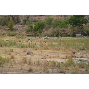 รูปถ่าย แอฟริกาใต้(South Africa) อุทยานแห่งชาติครูเกอร์(Kruger National Park) แม่น้ำครอกโคไดล์(Crocodile River) 2008-09 18