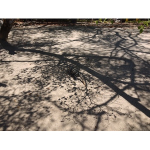 รูปถ่าย คอสตาริกา(Costa Rica) มานวยล์อันโตนีโอ(Manuel Antonio) 2015-03 45