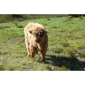 รูปถ่าย อังกฤษ(United Kingdom) เกาะสกาย(Skye) เทือกเขาคูลิน(The Cuillin) 2011-07 88