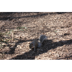 รูปถ่าย สหรัฐอเมริกา(United States) นิวยอร์ก(New York) เซ็นทรัลพาร์ก(Central Park) 2006-03 79