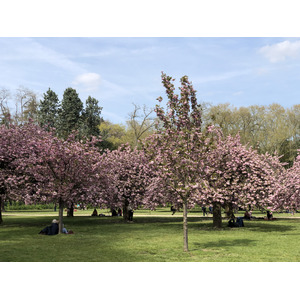 รูปถ่าย ฝรั่งเศส(France) สวนโซ(Parc de Sceaux) 2019-04 0