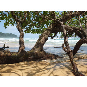รูปถ่าย ปานามา(Panama) เกาะบาสติเมนโตส(Bastimentos) 2015-03 41