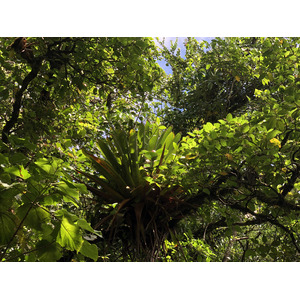รูปถ่าย กวาเดอลูป(Guadeloupe) ภูเขาไฟลากร็องด์ซูฟรีแยร์(La Grande Soufriere) 2021-02 24