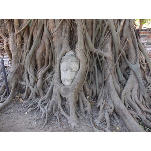 รูปถ่าย ไทย(Thailand) อยุธยา(Ayutthaya) 2011-12 11