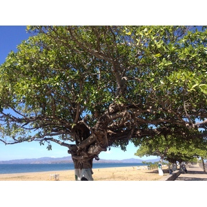 รูปถ่าย คอสตาริกา(Costa Rica) ปุนตาเรนัส(Puntarenas) 2015-03 90