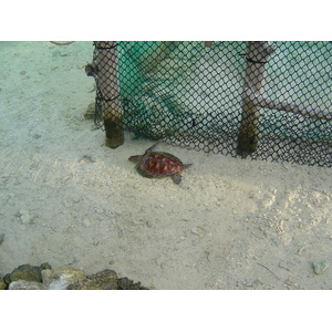 รูปถ่าย เฟรนช์โพลี่นีเซีย(Polynesia) โรงแรมเลอเมอริเดียน โบราโบรา(Meridien Bora Bora Hotel) 2006-04 154