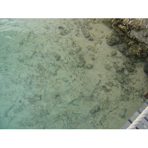 รูปถ่าย เฟรนช์โพลี่นีเซีย(Polynesia) โรงแรมเลอเมอริเดียน โบราโบรา(Meridien Bora Bora Hotel) 2006-04 101