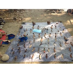 รูปถ่าย คอสตาริกา(Costa Rica) 2015-03 59