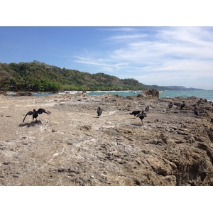รูปถ่าย คอสตาริกา(Costa Rica) มอนเตซูมา(Montezuma) 2015-03 192