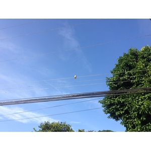 รูปถ่าย คอสตาริกา(Costa Rica) กาอุยตา(Cahuita) 2015-03 39