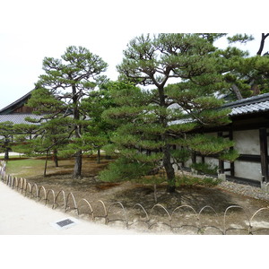 รูปถ่าย ญี่ปุ่น(Japan) เกียวโต(Kyoto) ปราสาทนิโจ(Nijo Castle) 2010-06 80