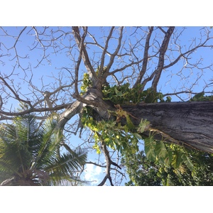 รูปถ่าย ปานามา(Panama) ซานการ์โลส(San Carlos) 2015-03 66