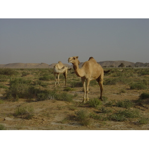 รูปถ่าย โอมาน(Oman) จากบูไมิไปถนนมาฮาดา(Buraimi to Mahada road) 2005-03 35