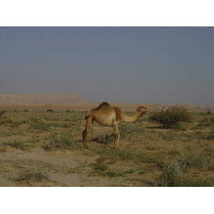 รูปถ่าย โอมาน(Oman) จากบูไมิไปถนนมาฮาดา(Buraimi to Mahada road) 2005-03 33