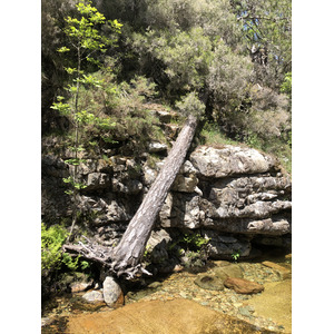 รูปถ่าย ฝรั่งเศส(France) คอร์สิคา(Corsica) ป่าไอโตเน(Aitone Forest) 2021-06 17