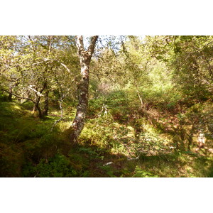 รูปถ่าย อังกฤษ(United Kingdom) สกอตแลนด์(Scotland) เซเลน(Salen) 2011-07 44
