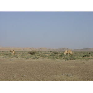 รูปถ่าย โอมาน(Oman) จากบูไมิไปถนนมาฮาดา(Buraimi to Mahada road) 2005-03 34