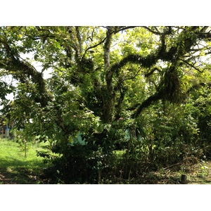 รูปถ่าย คอสตาริกา(Costa Rica) 2015-03 68