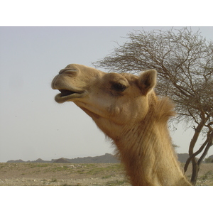 รูปถ่าย โอมาน(Oman) จากบูไมิไปถนนมาฮาดา(Buraimi to Mahada road) 2005-03 43