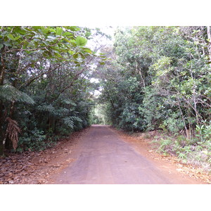 รูปถ่าย นิวแคลิโดเนีย(New Caledonia) อุทยานริเวียร์เบลอ(Parc de la Riviere Bleue) 2010-05 156