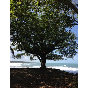 รูปถ่าย คอสตาริกา(Costa Rica) กาอุยตา(Cahuita) 2015-03 270