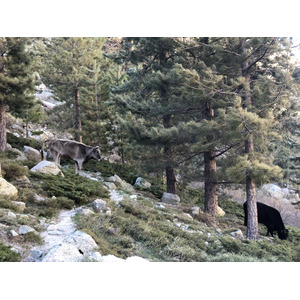 รูปถ่าย ฝรั่งเศส(France) คอร์สิคา(Corsica) ทะเลสาบเมโลและกาปีเตลโล(Lac de Melo et Capitello) 2021-06 130