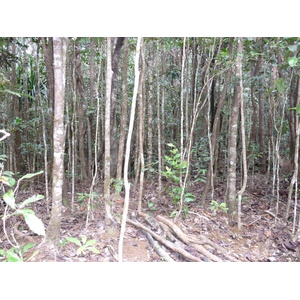 รูปถ่าย นิวแคลิโดเนีย(New Caledonia) อุทยานริเวียร์เบลอ(Parc de la Riviere Bleue) 2010-05 17