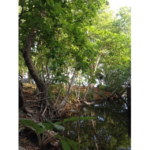 รูปถ่าย คอสตาริกา(Costa Rica) มอนเตซูมา(Montezuma) 2015-03 237