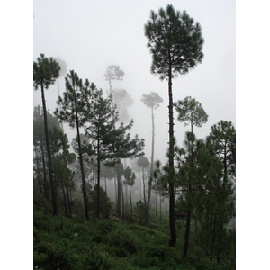 รูปถ่าย ปากีสถาน(Pakistan) มืร์รี(Murree) 2006-08 39