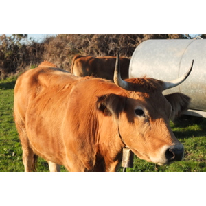 รูปถ่าย สเปน(Spain) กันตาเบรีย(Cantabria) 2013-01 80