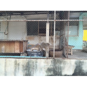 รูปถ่าย ไทย(Thailand) หัวหิน(Hua hin) 2016-01 4