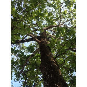 รูปถ่าย คอสตาริกา(Costa Rica) มอนเตซูมา(Montezuma) 2015-03 159
