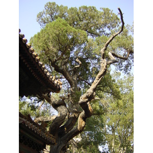 รูปถ่าย จีน(China) ปักกิ่ง(Beijing) พระราชวังต้องห้าม(Forbidden City) 2002-05 161