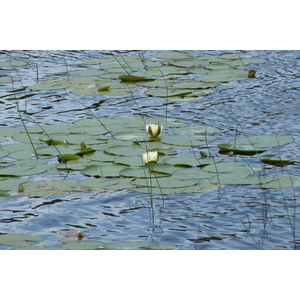 รูปถ่าย อังกฤษ(United Kingdom) สกอตแลนด์(Scotland) แกร์ลอค(Gairloch) 2011-07 30