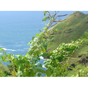 รูปถ่าย เฟรนช์โพลี่นีเซีย(Polynesia) หมู่เกาะมาร์เคซัส(Marquises) 2006-04 88