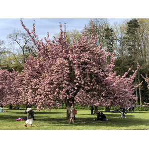 รูปถ่าย ฝรั่งเศส(France) สวนโซ(Parc de Sceaux) 2019-04 25
