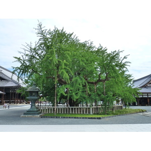 รูปถ่าย ญี่ปุ่น(Japan) เกียวโต(Kyoto) วัดนิชิฮงกันจิ(Nishi Honganji Temple) 2010-06 24