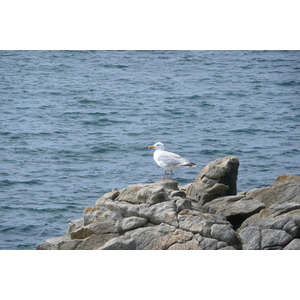 รูปถ่าย ฝรั่งเศส(France) คาบสมุทรกีเบอรง(Quiberon peninsula) ปอร์ตีวี(Portivy) 2008-07 60