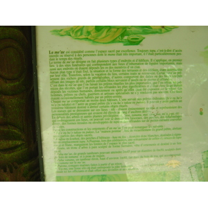รูปถ่าย เฟรนช์โพลี่นีเซีย(Polynesia) หมู่เกาะมาร์เคซัส(Marquises) 2006-04 175