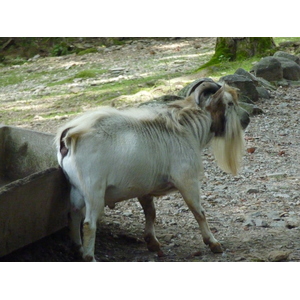 รูปถ่าย อิตาลี(Italy) วิลลาปัลลาวีชีโน(Villa Pallavicino) 2009-06 62