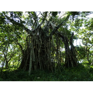 รูปถ่าย ฟิจิ(Fiji) 2010-05 39