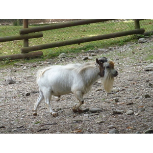 รูปถ่าย อิตาลี(Italy) วิลลาปัลลาวีชีโน(Villa Pallavicino) 2009-06 78