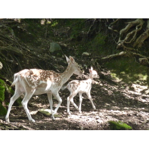 รูปถ่าย อิตาลี(Italy) วิลลาปัลลาวีชีโน(Villa Pallavicino) 2009-06 47