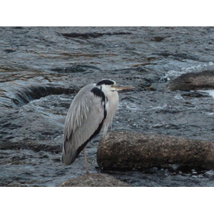 รูปถ่าย ญี่ปุ่น(Japan) เกียวโต(Kyoto) แม่น้ำคาโมะ(Kamo River) 2010-06 0