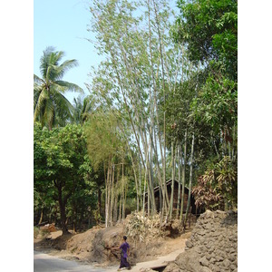 รูปถ่าย พม่า(Myanmar) หาดหม่องมะกันด้านเหนือ(Maungmagan North) 2005-01 51