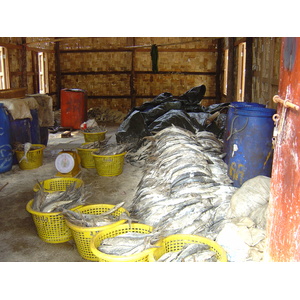 รูปถ่าย พม่า(Myanmar) หาดหม่องมะกันด้านเหนือ(Maungmagan North) 2005-01 56