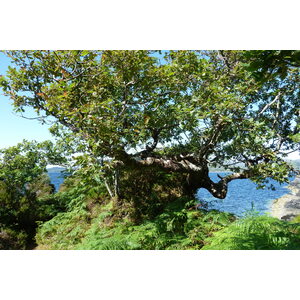 รูปถ่าย อังกฤษ(United Kingdom) สกอตแลนด์(Scotland) เซเลน(Salen) 2011-07 100
