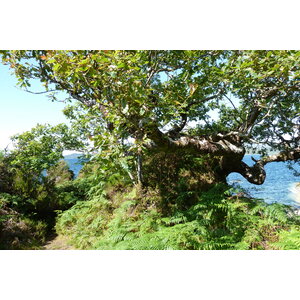 รูปถ่าย อังกฤษ(United Kingdom) สกอตแลนด์(Scotland) เซเลน(Salen) 2011-07 97