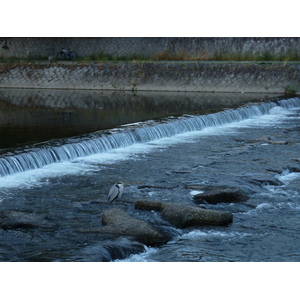 รูปถ่าย ญี่ปุ่น(Japan) เกียวโต(Kyoto) แม่น้ำคาโมะ(Kamo River) 2010-06 41